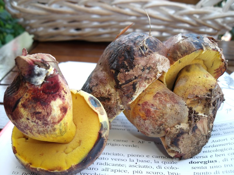 Boletus pseudoregius ?